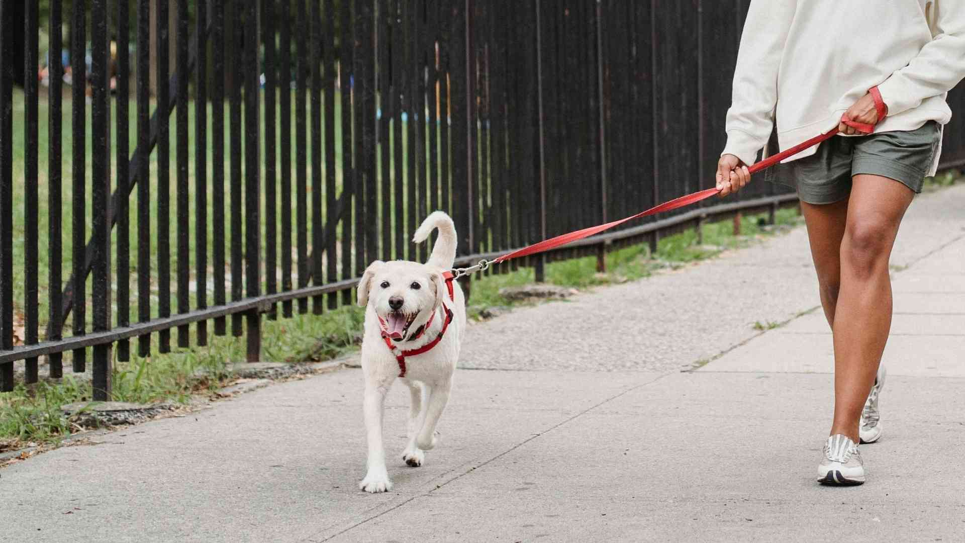 perro paseando